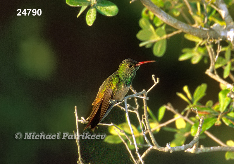 Buff-bellied Hummingbird (Amazilia yucatanensis)